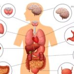 10 Body Organs You Can Lose and Still Stay Alive