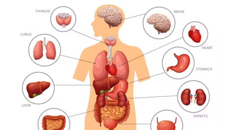 10 Body Organs You Can Lose and Still Stay Alive