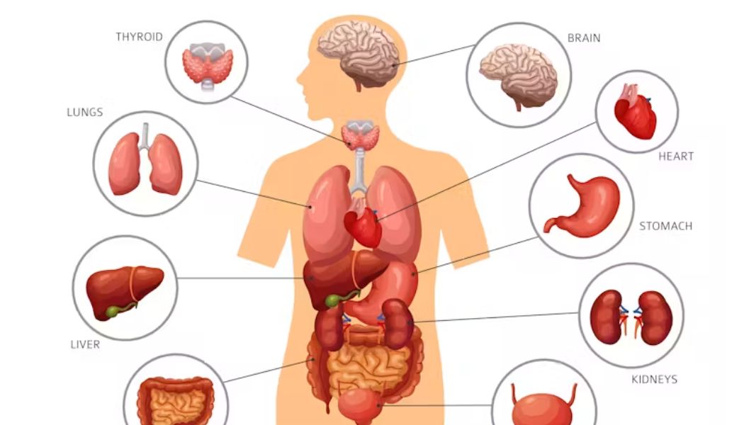 10 Body Organs You Can Lose and Still Stay Alive