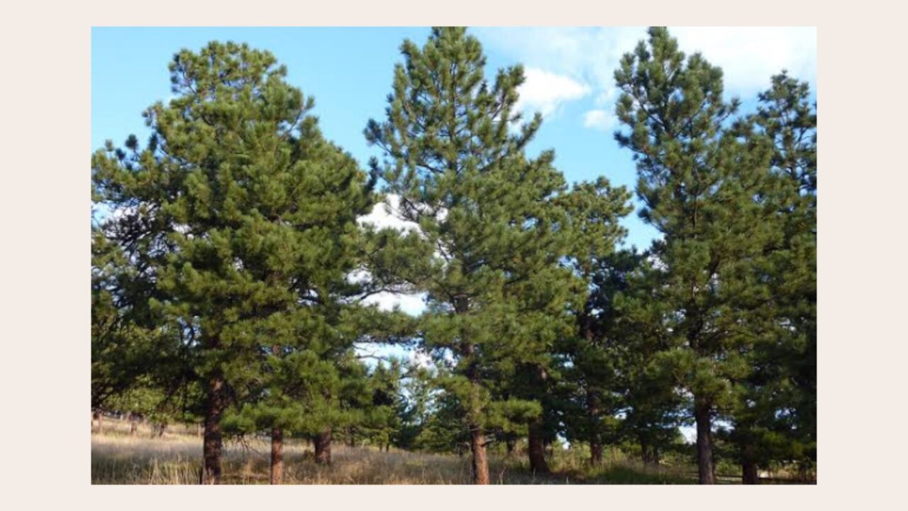 Adaptations of Fire Response in Chaparral Woody Plants