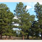 Adaptations of Fire Response in Chaparral Woody Plants