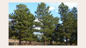 Adaptations of Fire Response in Chaparral Woody Plants